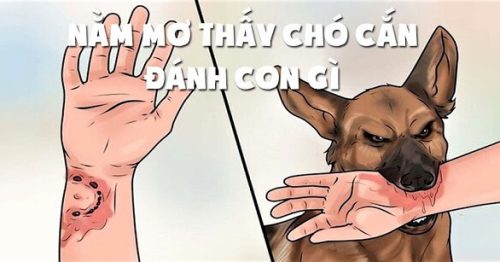 Nằm mơ bị chó cắn đánh con gì? Ý nghĩa giấc mơ tốt hay xấu