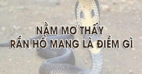 Nằm mơ thấy rắn hổ mang đánh số gì thắng lớn