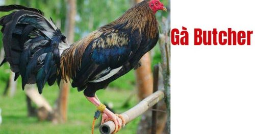 Gà Butcher là giống gà gì? Tìm hiểu dòng gà Butcher rặc