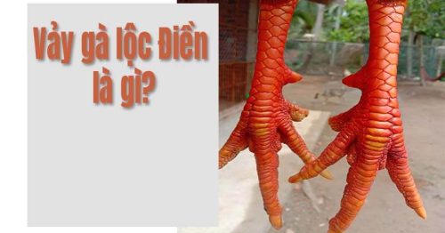 Vảy gà lộc điền là gì? Có nên nuôi gà chọi vảy lộc điền không?