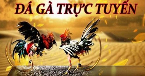 Tổng quan về đá gà thomo 789bet