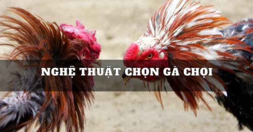 Nghệ thuật chọn gà chọi – Bí quyết để có một chiến binh vô địch